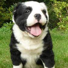 Vind old english bulldog op marktplaats. Mammut Bulldog Mammutbulldog Twitter