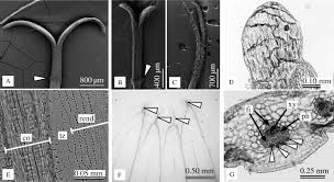 Image result for Hirpicium gazanioides