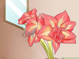 Check spelling or type a new query. How To Get Amaryllis To Rebloom With Pictures Wikihow