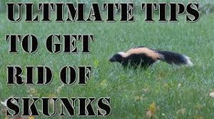 Use mothballs pesticide products to control the pests listed on the label only! Top 5 Best Skunk Repellents To Buy Today 2021 Review Pest Strategies