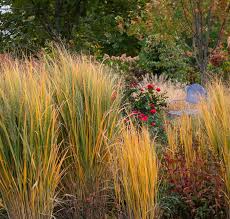 Image result for Tricalysia schliebenii