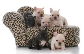 French bulldog breeders in australia and new zealand. How To Get The Best French Bulldog Price A Complete Guide