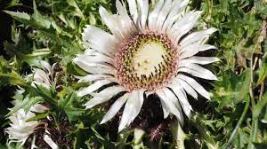 Silver Thistle Info Planting Care And Tips Live Native Com