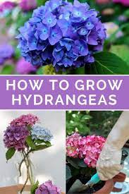 How To Grow Hydrangeas Everything You Need To Know Growing Hydrangeas Planting Hydrangeas Hydrangea Care