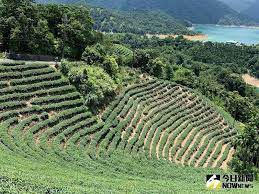 颱風全台水庫挹注9300萬噸水水情仍不能大意 farmland vineyard outdoor