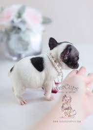 Adorable French Bulldog Puppy At 2 Months Old Frenchies Do Not Come In The Teacup Size But This Puppy Is Excepti Bulldog Puppies Teacup Puppies Pound Puppies