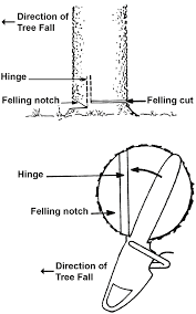 We did not find results for: How To Use A Chainsaw To Fell A Tree Download Scientific Diagram