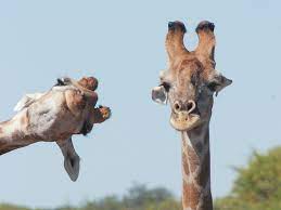 They may be parrots, birds, lions or super cool rhinos, all have their mad angles once in a while. Funny Animal Photos In Comedy Wildlife Photography Awards 2020
