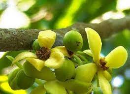 See full list on serupa.id Jenis Flora Dan Fauna Di Inggris
