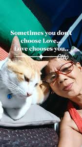 LOST CAT‼️ MALE Cat .. last found at M. Concepcion cmpd san joaquin pasig  city. Very healthy.. no colar..