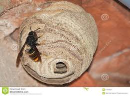 Esta espécie invasora representa uma ameaça crescente tanto para as abelhas, como para os humanos. Eine Asiatische Rauberische Wespe Auf Seinem Nest Vespa Velutina Stockfoto Bild Von Nest Europa 57229024
