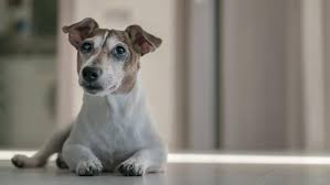 Check spelling or type a new query. Jack Russell Lebenserwartung Jackrussell De