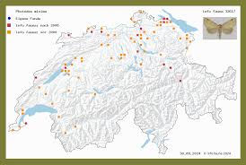 Image result for Photedes minima