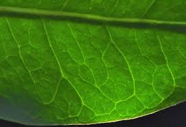 Image result for Ptaeroxylaceae