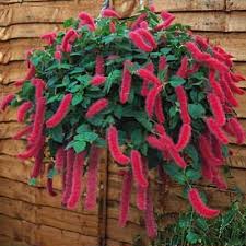 Image result for Acalypha sonderiana