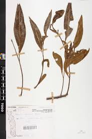 Image result for Faurea rochetiana