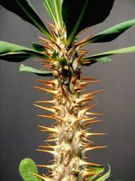 Image result for Euphorbia didiereoides