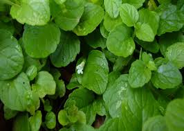 Image result for Clinopodium