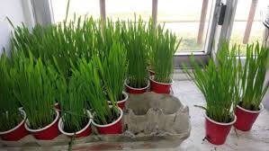 Monitor grass for pests and diseases. How To Grow Cat Grass Indoors Ontario Spca And Humane Society