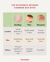 Image result for bedbug bites look like
