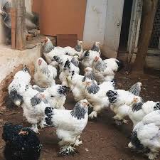 Ayambrahma Ternakayambrahma Ayam Http Ift Tt 2n7gcpo
