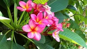 Pin On Plumeria Frangipani Flower