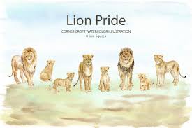 Lions clipart from berserk on. Watercolor Pride Of Lions Clipart For Instant Download Corner Croft