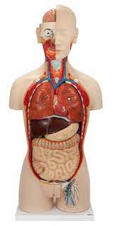 The study of the human body involves anatomy, physiology, histology and. China Advanced Human Transparent Anatomy Torso Model China Advanced Transparent Anatomy