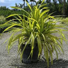 Image result for Pandanus sp. A