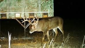 top 5 methods to age a buck whitetail habitat solutions