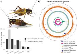 Įmonės crickets tree service veiklos vieta: Insights Into The Genomic Evolution Of Insects From Cricket Genomes Communications Biology