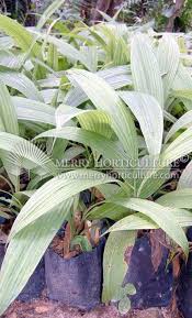 Image result for Curculigo latifolia