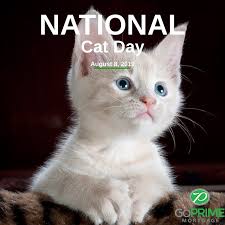 Cat care clinic of asheville. Celebrate International Cat Day Goprime Mortgage Inc