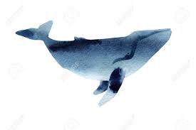Download this breaching humpback whale vector illustration now. Watercolor Sketch Of Humpback Whale Illustration Isolated On Stock Photo Picture And Royalty Free Image Image 73337922