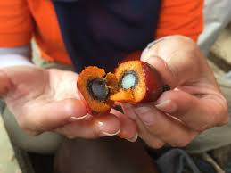 Variasi warna buah kelapa sawit terdiri dari warna hitam, ungu, hingga merah. Kelapa Sawit Buah Yang Membuat Indonesia Berhasil Menguasai Dunia Kumparan Com