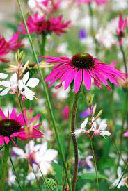 Pin On Garden Projects