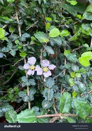 Image result for Malpighia coccigera