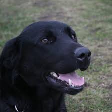 Opdræt af jagt og familiehunde i særklasse! Labrador Formel 1 Community Facebook