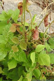 Image result for Rhynchosia viscosa