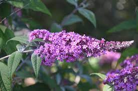 Free Image On Pixabay Flower Flowers Of Buddleia In 2020 Flowers Free Images Plants