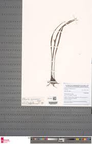 Image result for Vittaria guineensis