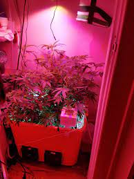 Everything I Used To Grow Two Cannabis Plants In My Closet Jane Dope