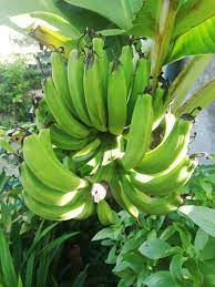It is a beautiful banana plant that has green foliage. Caloocan Housewife Grows Fruit Bearing Trees In Containers Manila Bulletin