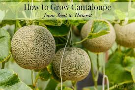 Sow seeds ½ deep in flats or small pots, sowing 3 seeds per pot. How To Grow Cantaloupe In Your Garden From Seed To Harvest