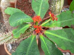 Image result for Usteria guineensis