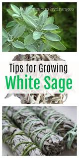 Buy the best and latest white sage seeds on banggood.com offer the quality white sage seeds on sale with worldwide free shipping. Tips On How To Grow White Sage In Your Garden The Homespun Hydrangea