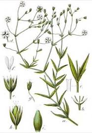 Image result for Stellaria