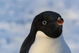 Birds That Look Like Penguins But Aren T Adelie Penguins Are One Of Only Two Penguin Species To Be Found On The Mainland Of Antarctica The Other Being The Empe Adelie Penguin Penguins Penguin Species