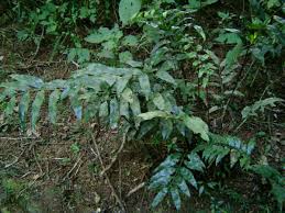 Image result for Asplenium gemmiferum