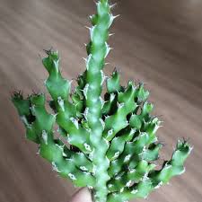 Image result for Euphorbia ramulosa